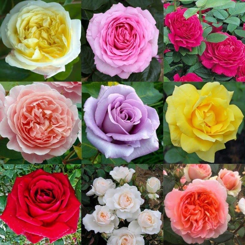 Hybrid Climbing Rose Flower Seeds + Free Growth Booster!