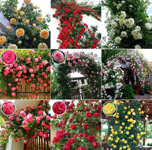 Hybrid Climbing Rose Flower Seeds + Free Growth Booster!