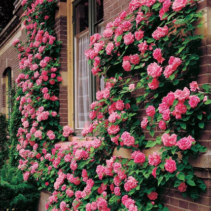 Hybrid Climbing Rose Flower Seeds + Free Growth Booster!